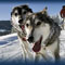 JH Iditarod Sled Dog Tour - Experience the GREAT OUTDOORS with Iditarod musher Frank Teasley. Take the reins, feel the dogpower!